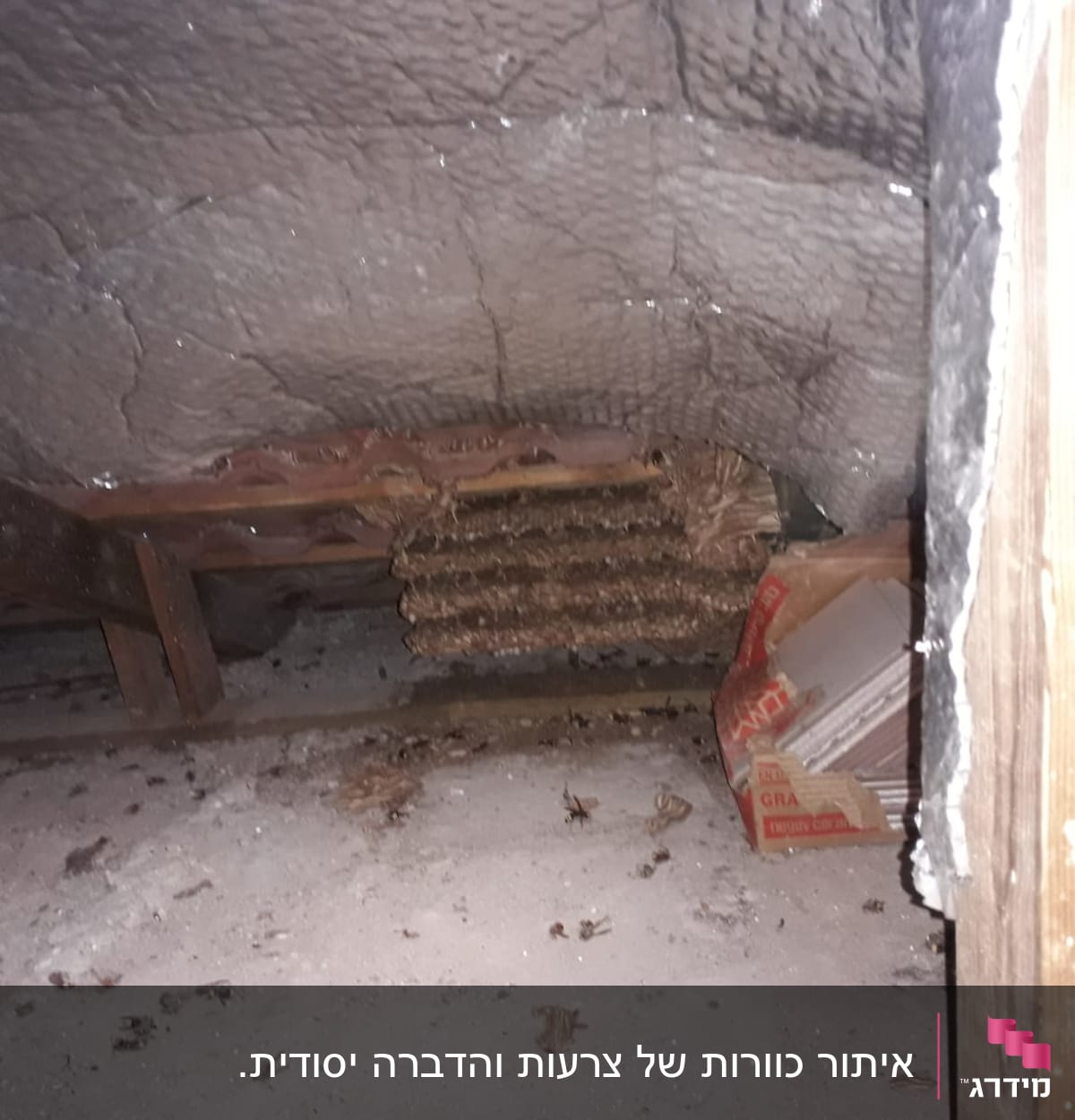 זה מה שנשאר מהכוורת הראשית 